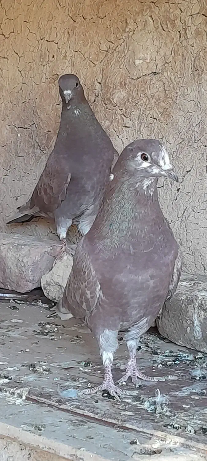 طوقی و تهرانی معاوضه (سهره )|پرنده|کرمانشاه, |دیوار