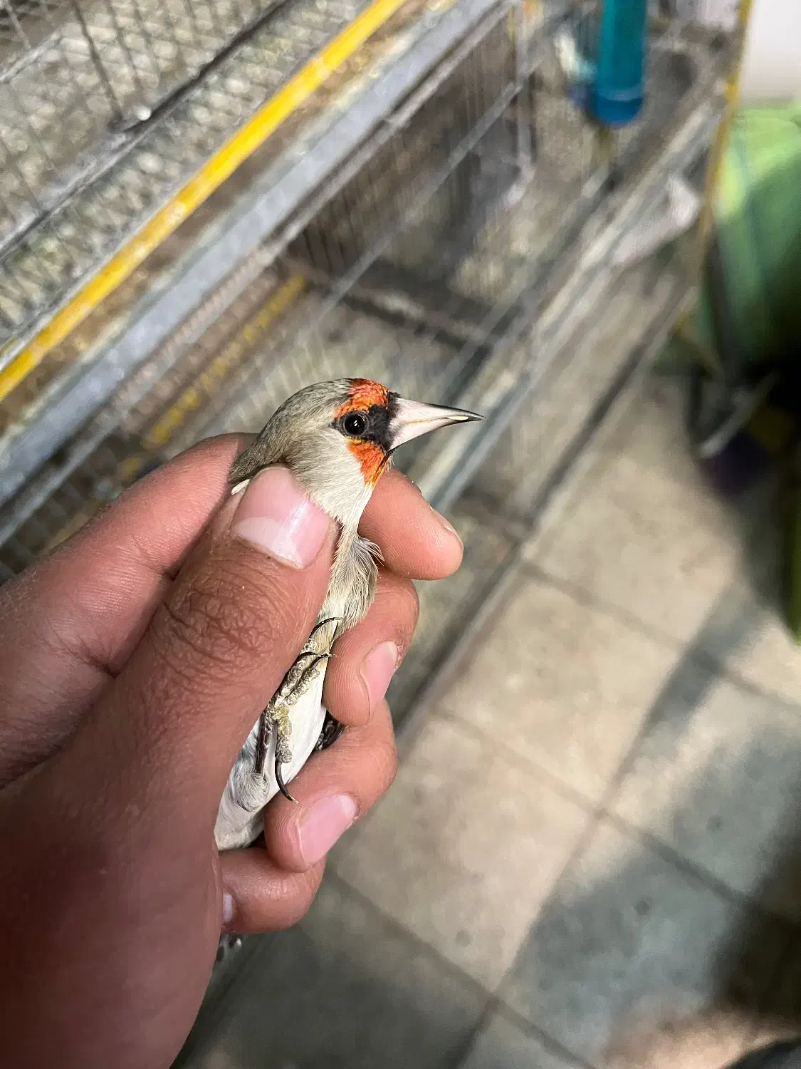 سهره دورگ فوق العاده|پرنده|تهران, دکتر هوشیار|دیوار