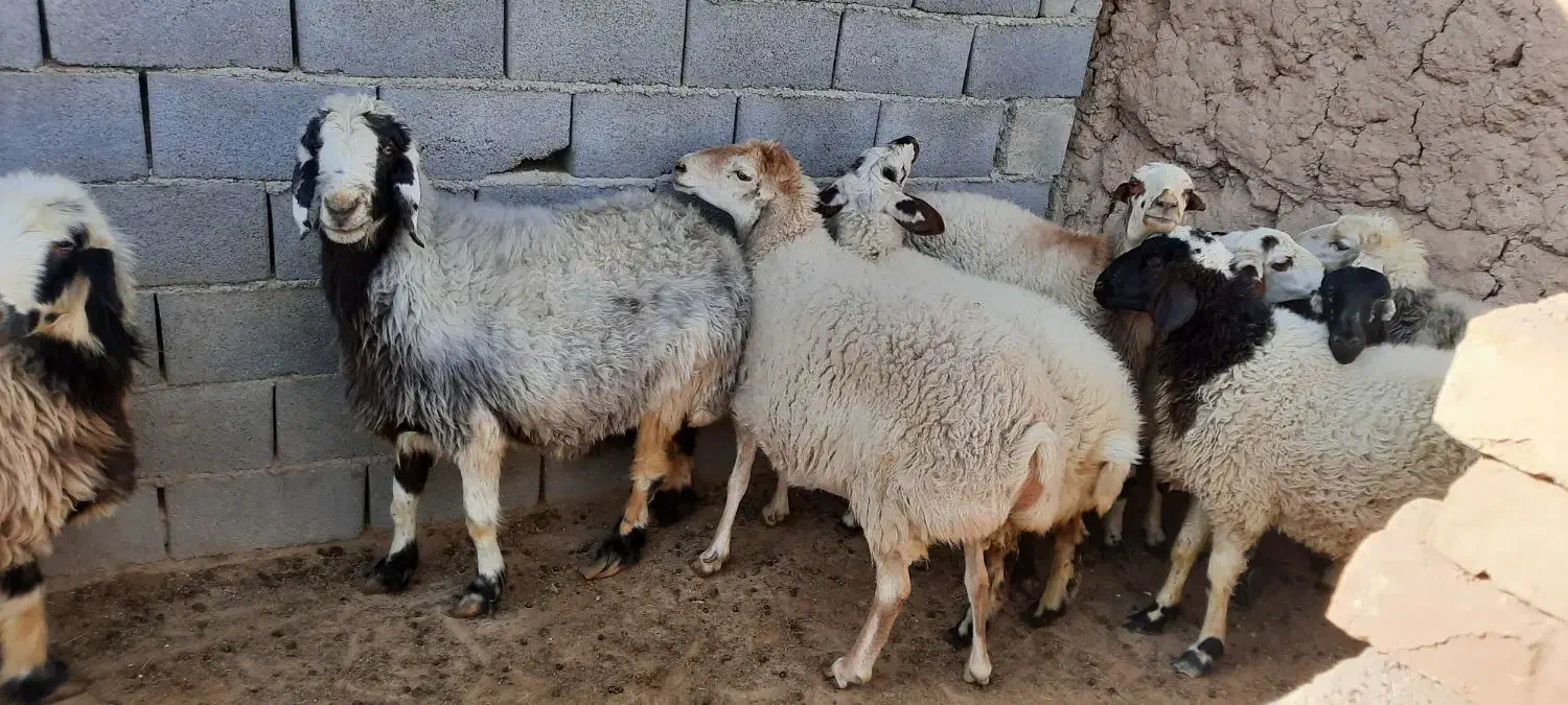 فروش میش و کر میش|حیوانات مزرعه|مهریز, |دیوار