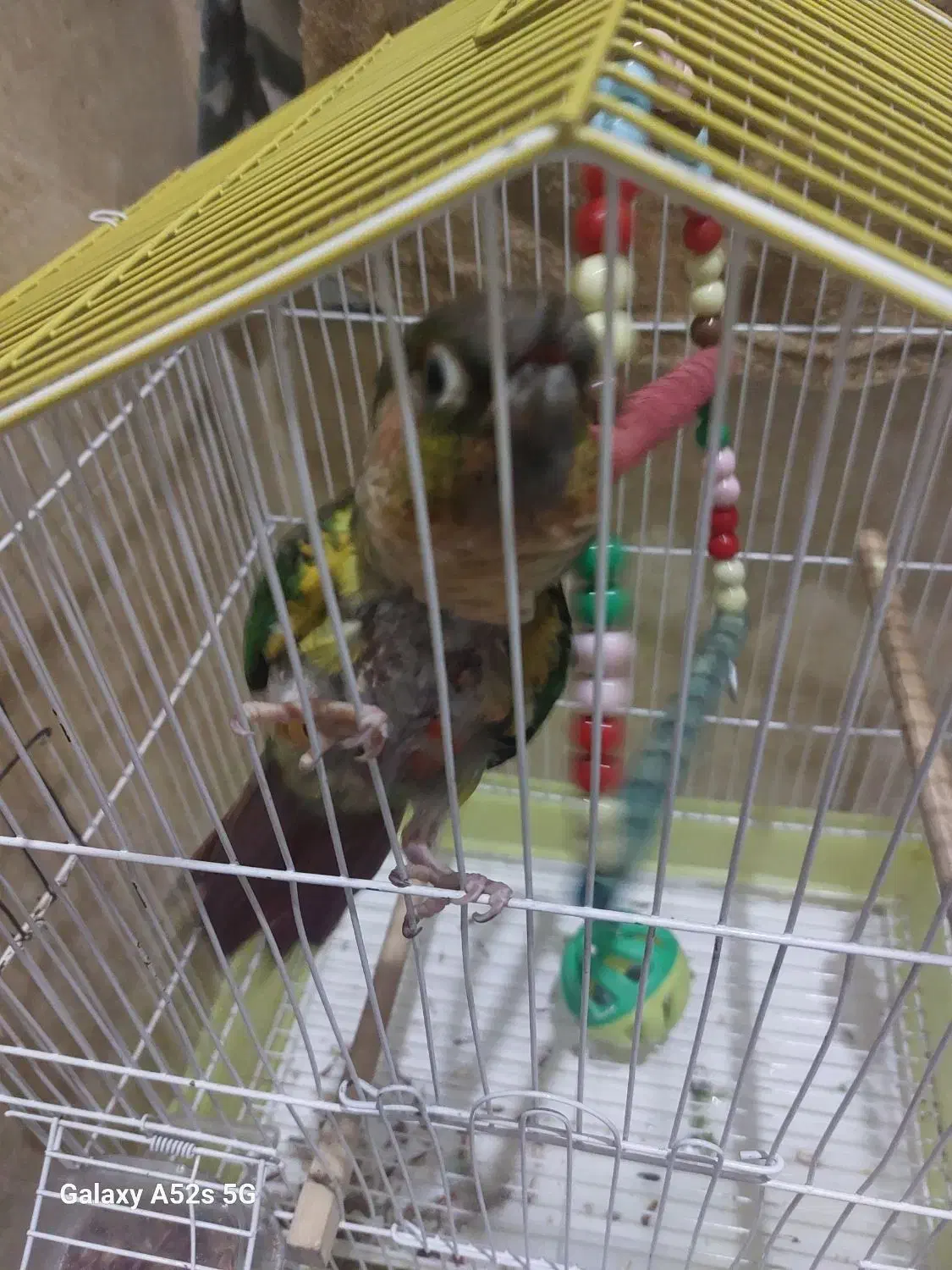 طوطی گرینچیک|پرنده|اسلام‌شهر, مظفریه|دیوار