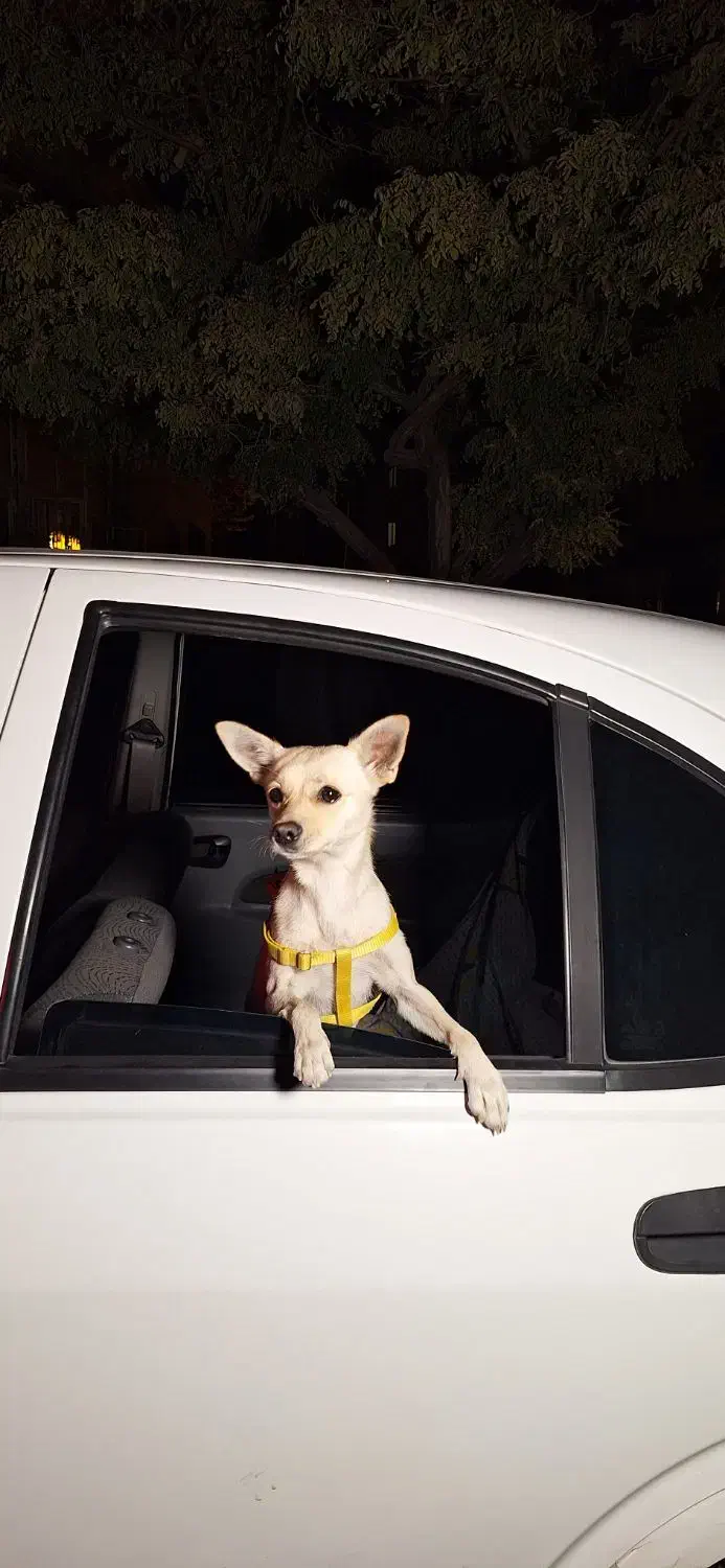 سگ  حیوان خانگی|سگ|اسلام‌شهر, شهرک سالور|دیوار