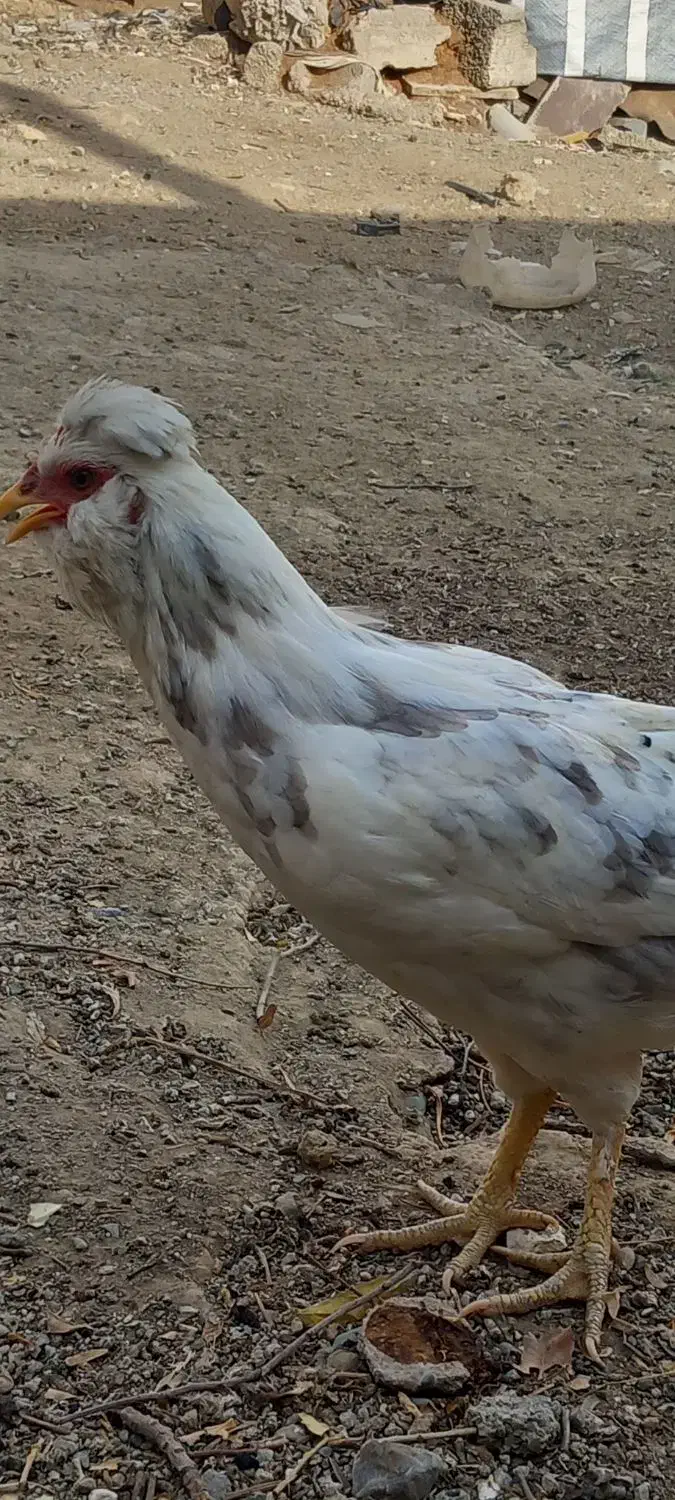 تعدادی مرغ وخروس گلین طوسی کاکلی پنگوئنی|حیوانات مزرعه|چهارباغ, |دیوار