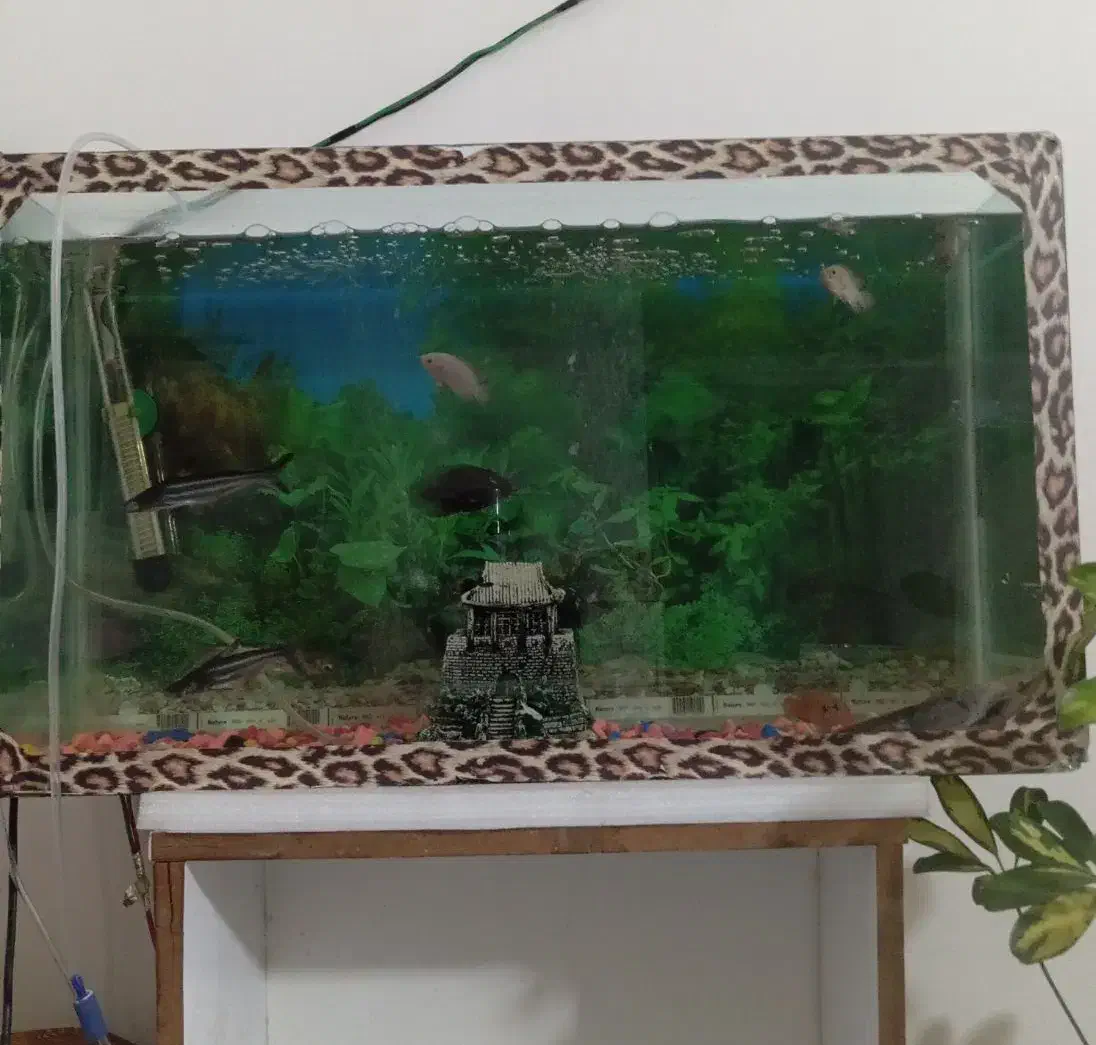 آکواریوم وماهی|ماهی|بروجرد, |دیوار