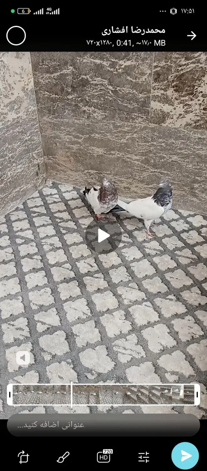 جفت جوانه کله دم سبز درشت پاک پاک تاز پر خرشون|پرنده|کبودرآهنگ, |دیوار