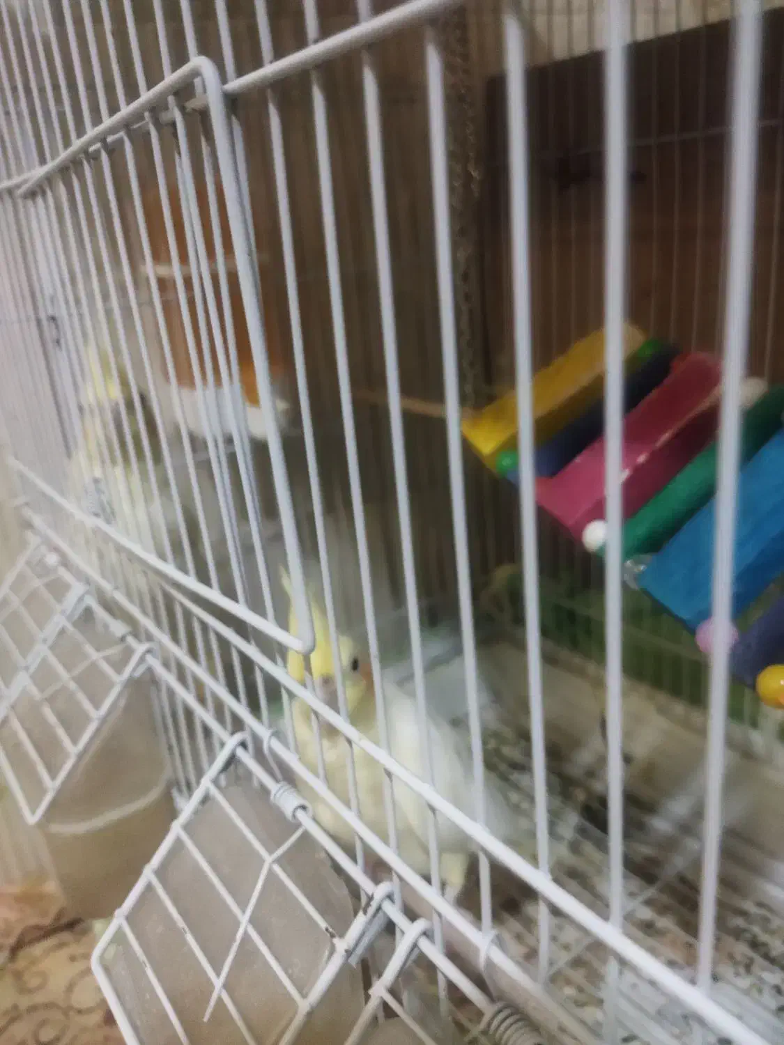 عروس هلندی |پرنده|محمدشهر, ولدآباد|دیوار