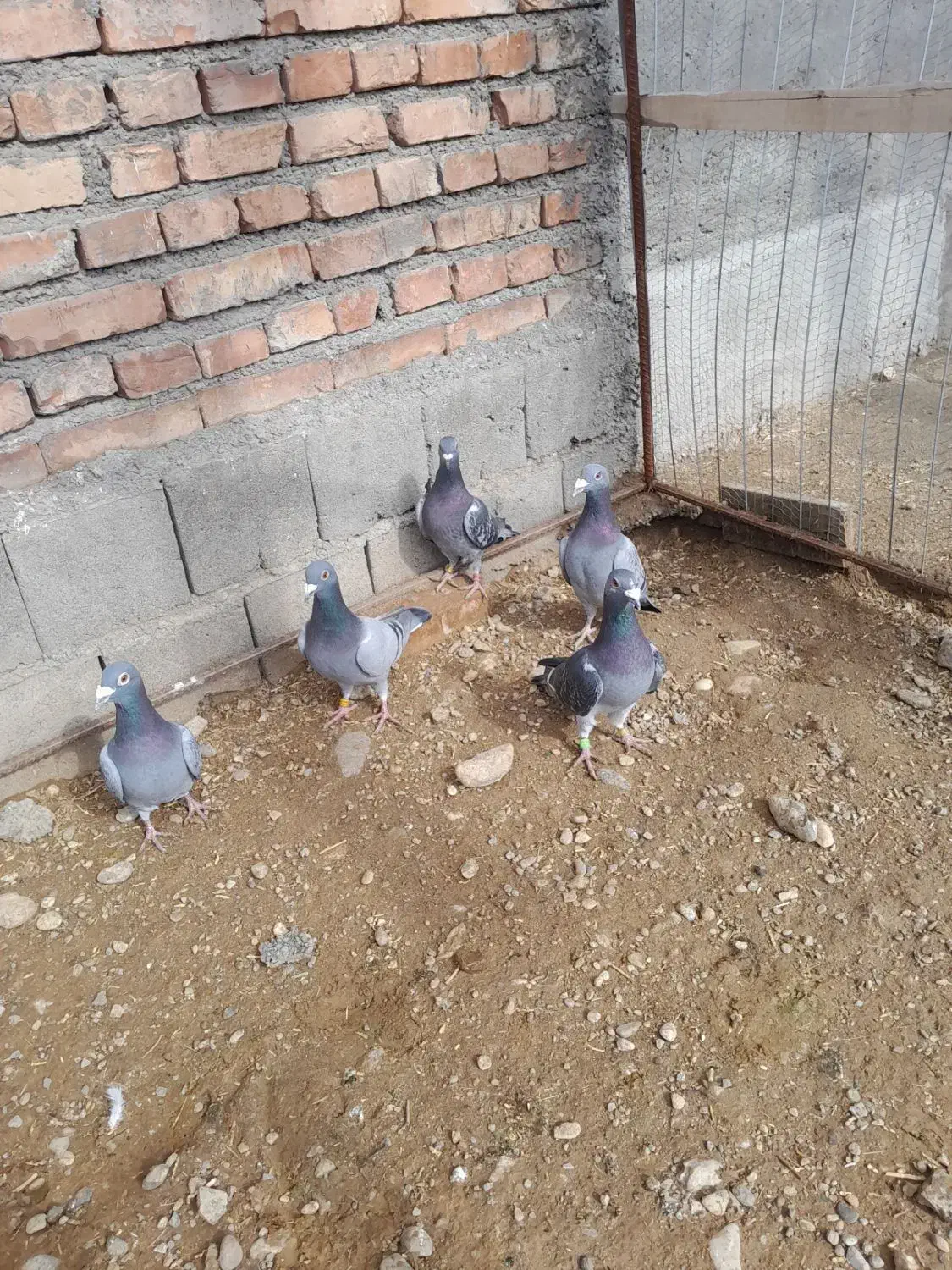 کبوتر پلاکی|پرنده|تبریز, |دیوار