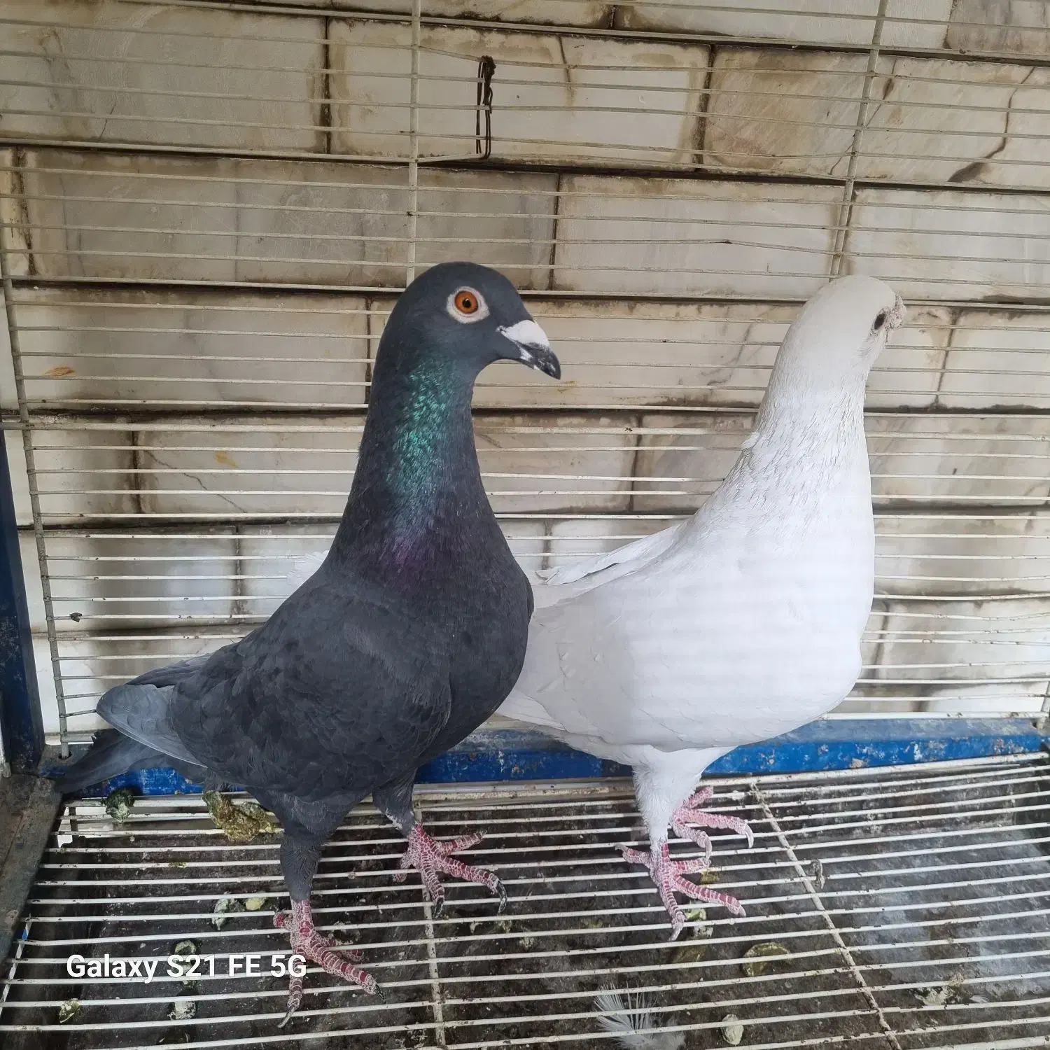 آلمانی|پرنده|مشهد, کوشش|دیوار