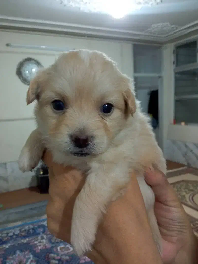 سگ. پاپی. زیبا.|سگ|فسا, |دیوار