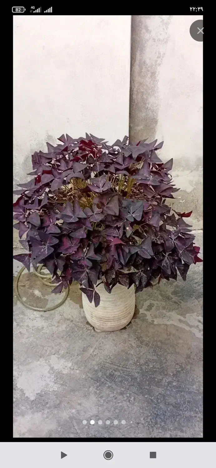 اگزالیس بنفش|گل و گیاه طبیعی|ماسال, |دیوار