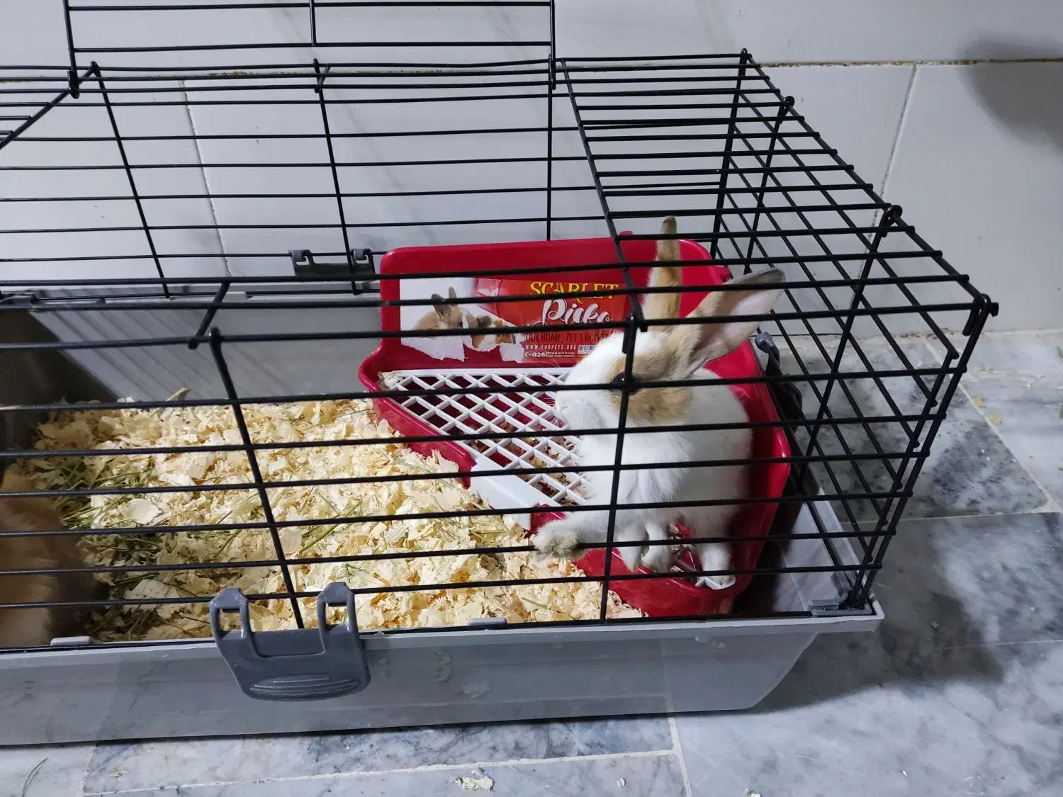 یک جفت بچه خرگوش بامزه با قفس|موش و خرگوش|قم, دروازه ری|دیوار