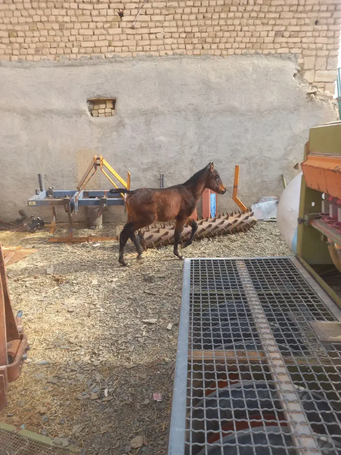 اسب|اسب و تجهیزات اسب‌سواری|اراک, |دیوار