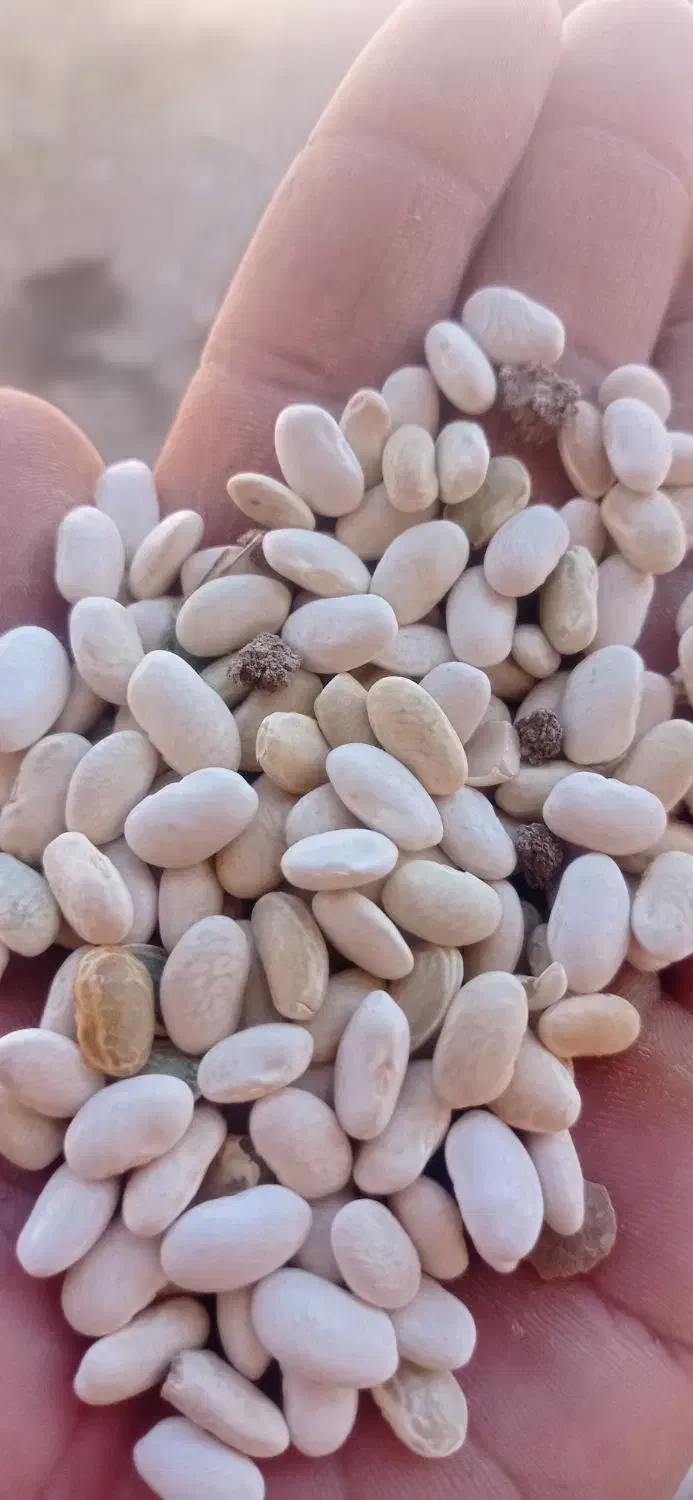 لوبیا سفید|خوردنی و آشامیدنی|چنارود, |دیوار