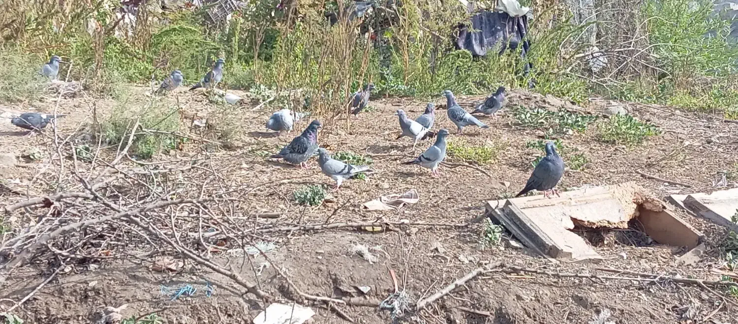 ۱۰عدد کبوتر دوبر|پرنده|انگوت, |دیوار