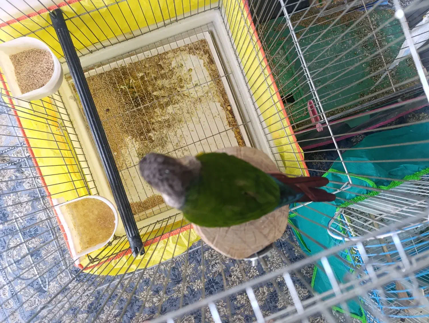 طوطی گرینچیک|پرنده|کرمان, |دیوار