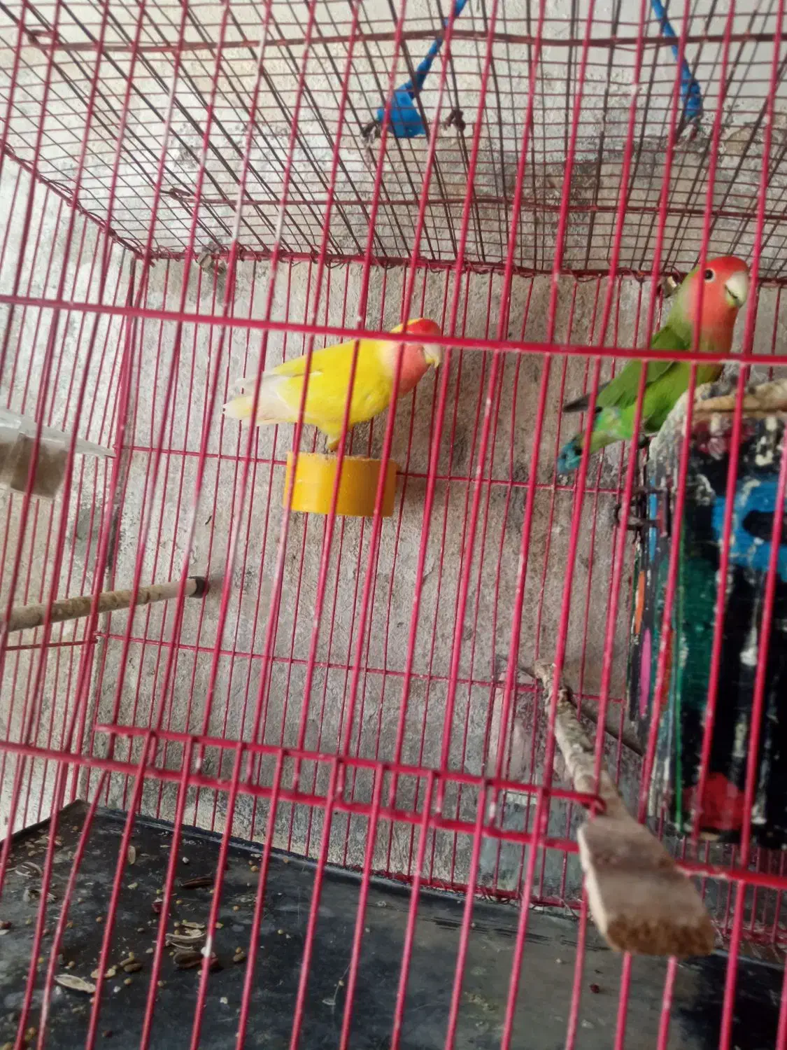 عروس هلندی و طوطی برزیلی|پرنده|بجنورد, |دیوار