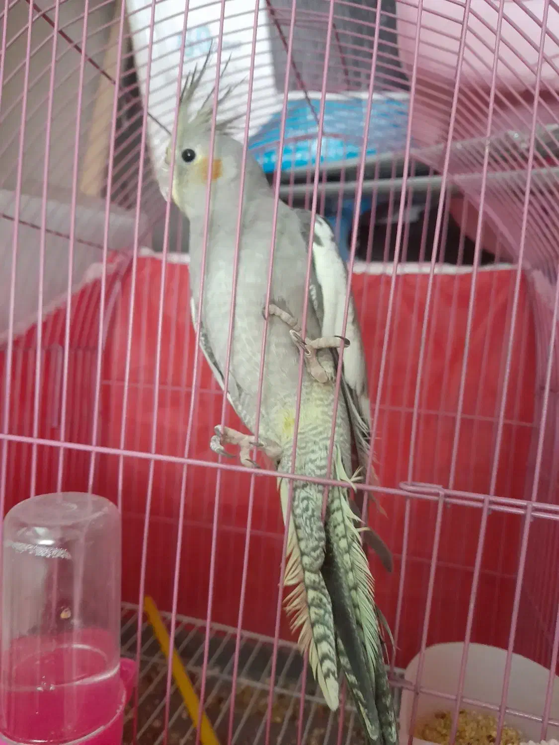 طوطی‌عروس|پرنده|رشت, حمیدیان|دیوار