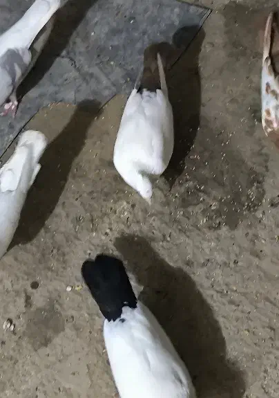 جفت کفتر دمی در پایگاه هوایی|پرنده|کنارک, |دیوار