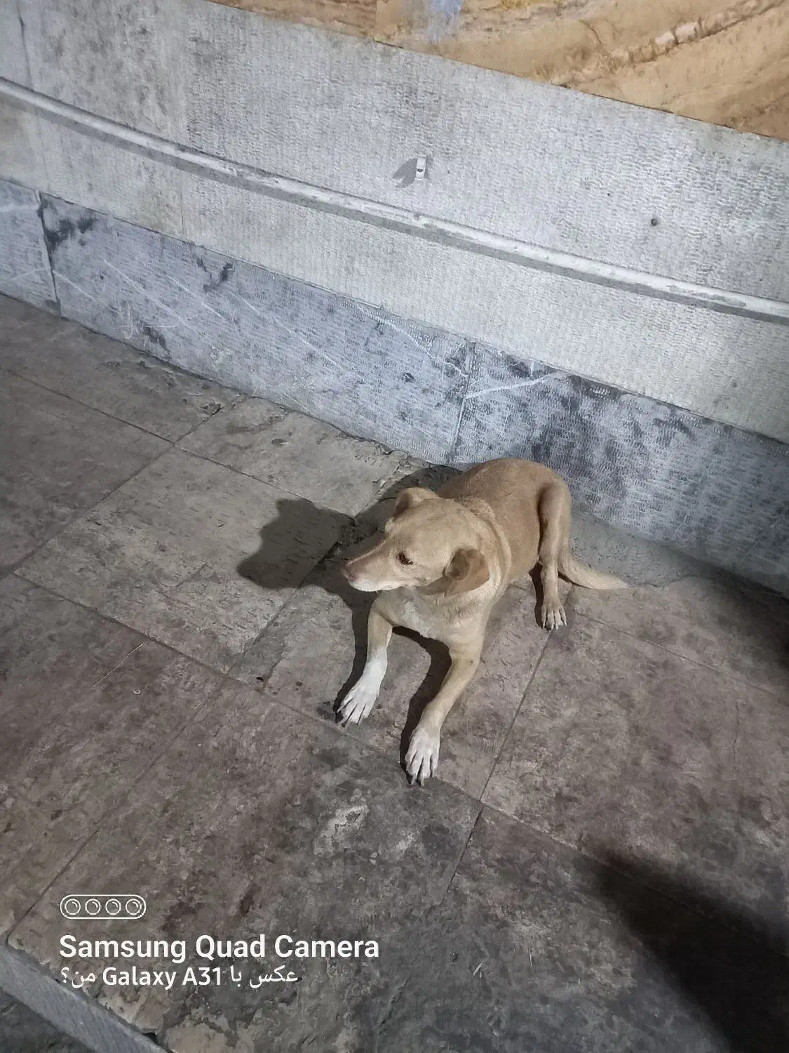 سگ پیدا شده|حیوانات|تهران, یاخجی آباد|دیوار