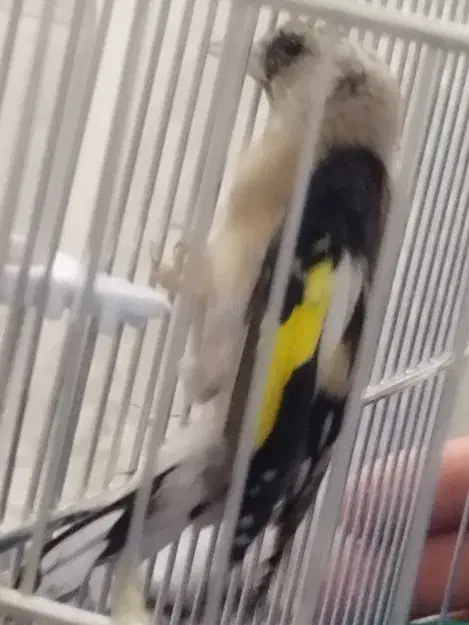 جوجه سهره نر|پرنده|ملایر, |دیوار