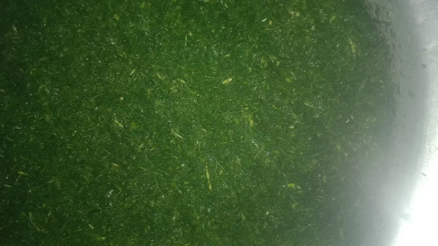 سبزی خورشتی|خوردنی و آشامیدنی|شیراز, دست خضر|دیوار