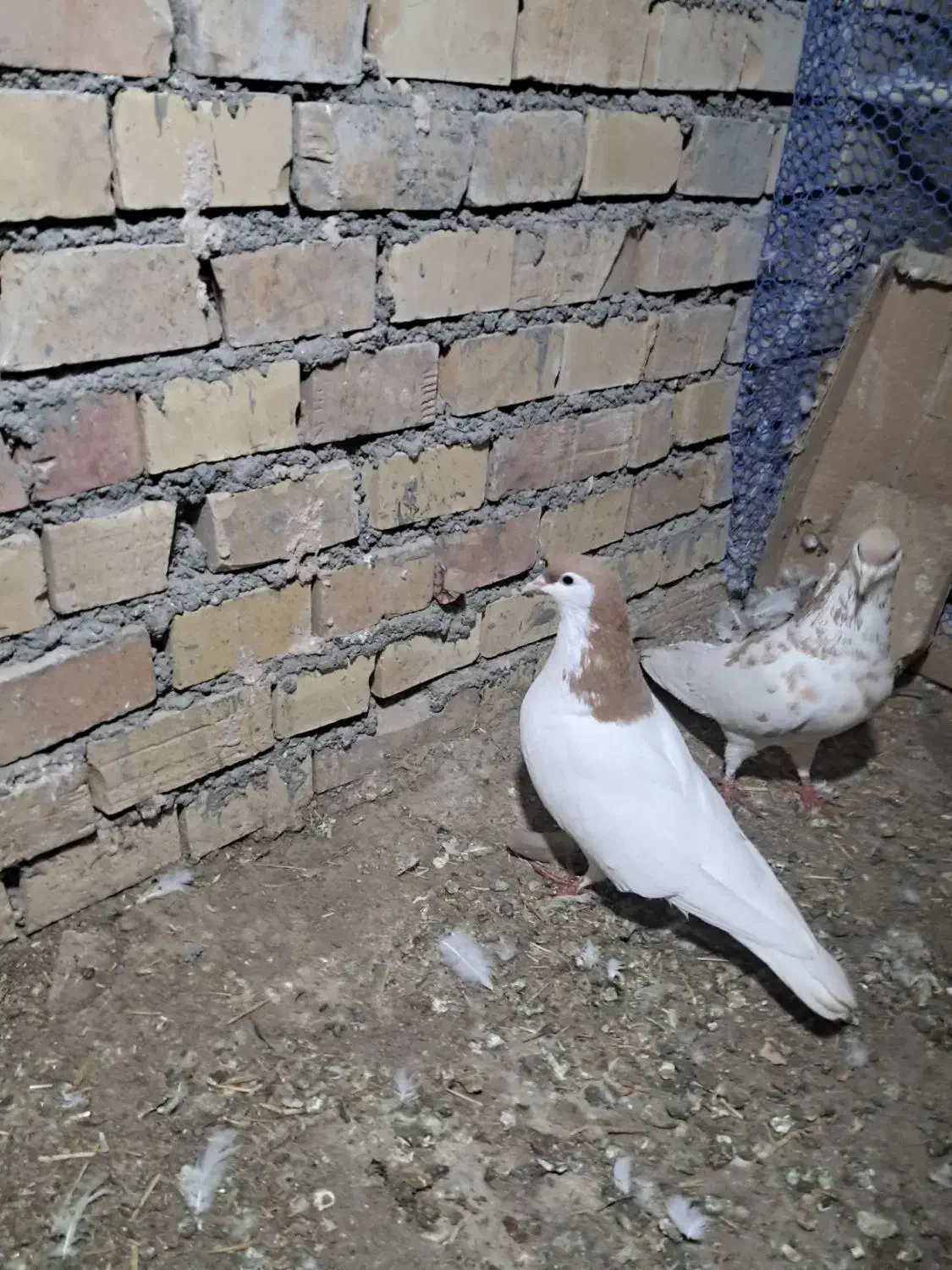 سده|پرنده|سبزوار, پیروزی|دیوار