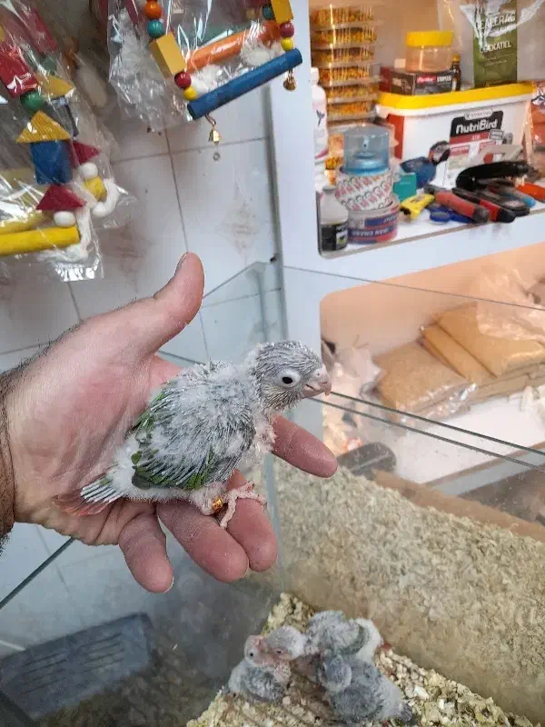 جمع آوری گرینچیک سرلاکی|پرنده|بجنورد, |دیوار