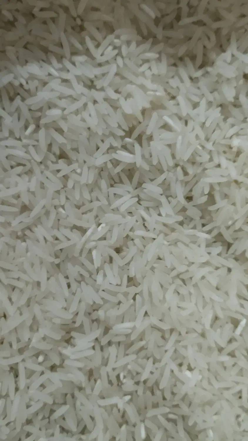 برنج فجر سوزنی|خوردنی و آشامیدنی|مزرعه کتول, |دیوار