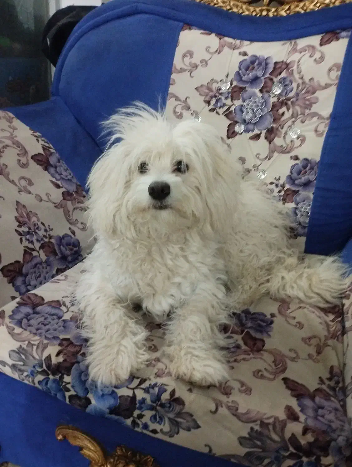 سگ شیتزو|سگ|قم, نیروگاه|دیوار