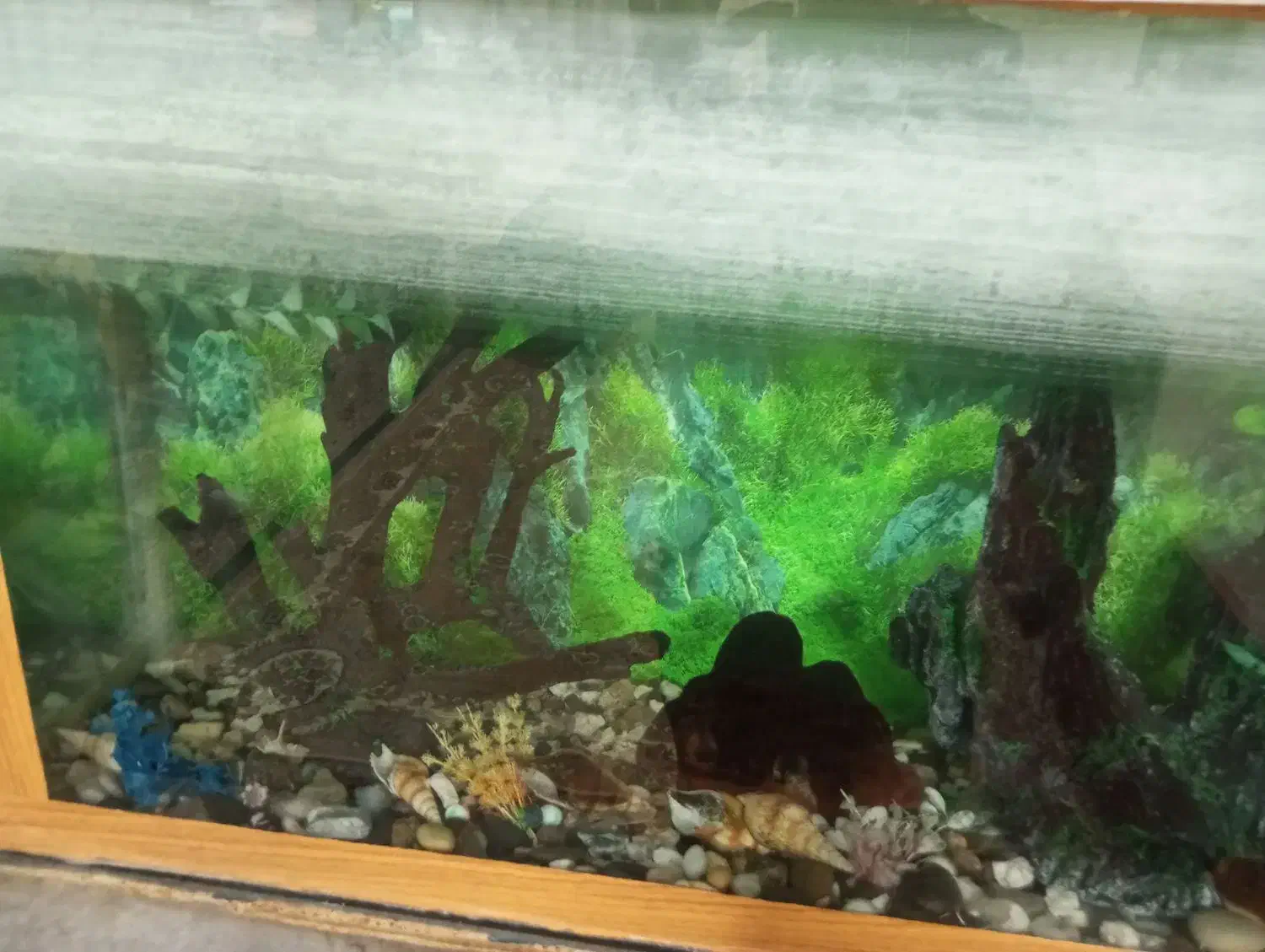 اکواریوم|ماهی|بیرجند, |دیوار