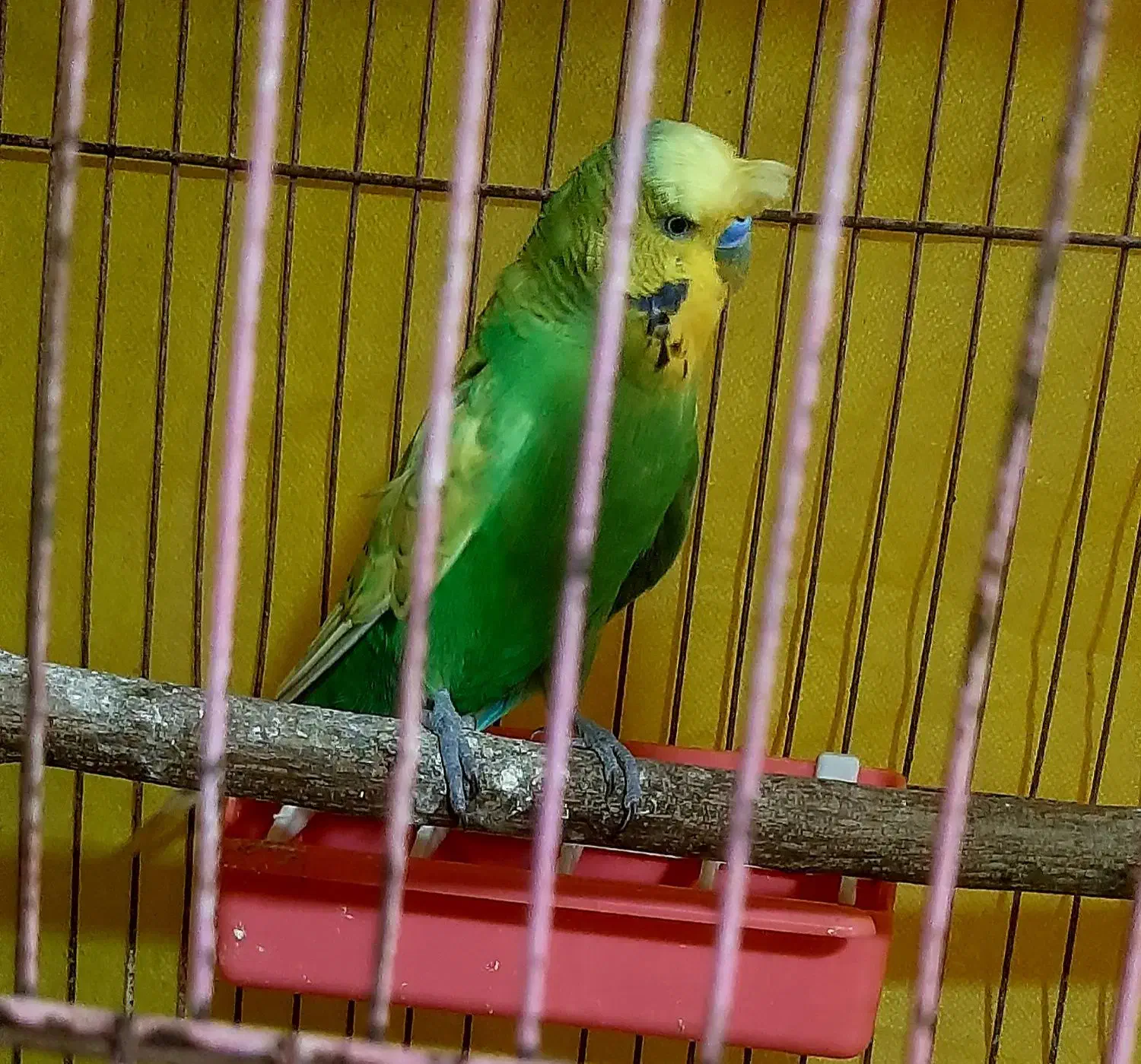 نر مست انگلیسی پشت فر و تاج دار رنگبندی عالی|پرنده|خان ببین, |دیوار