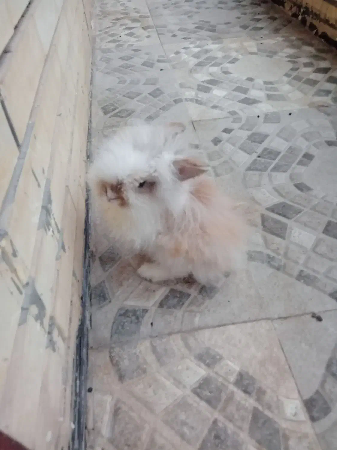 خرگوش|موش و خرگوش|جوانرود, |دیوار