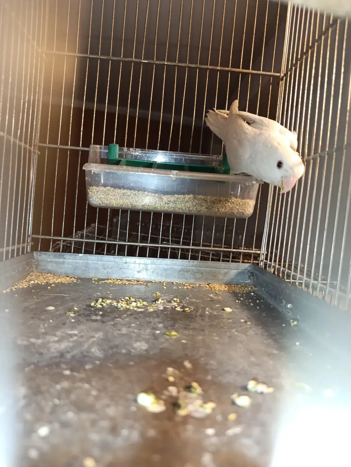 طوطی برزیلی ماده|پرنده|ری, منصوریه منگل|دیوار