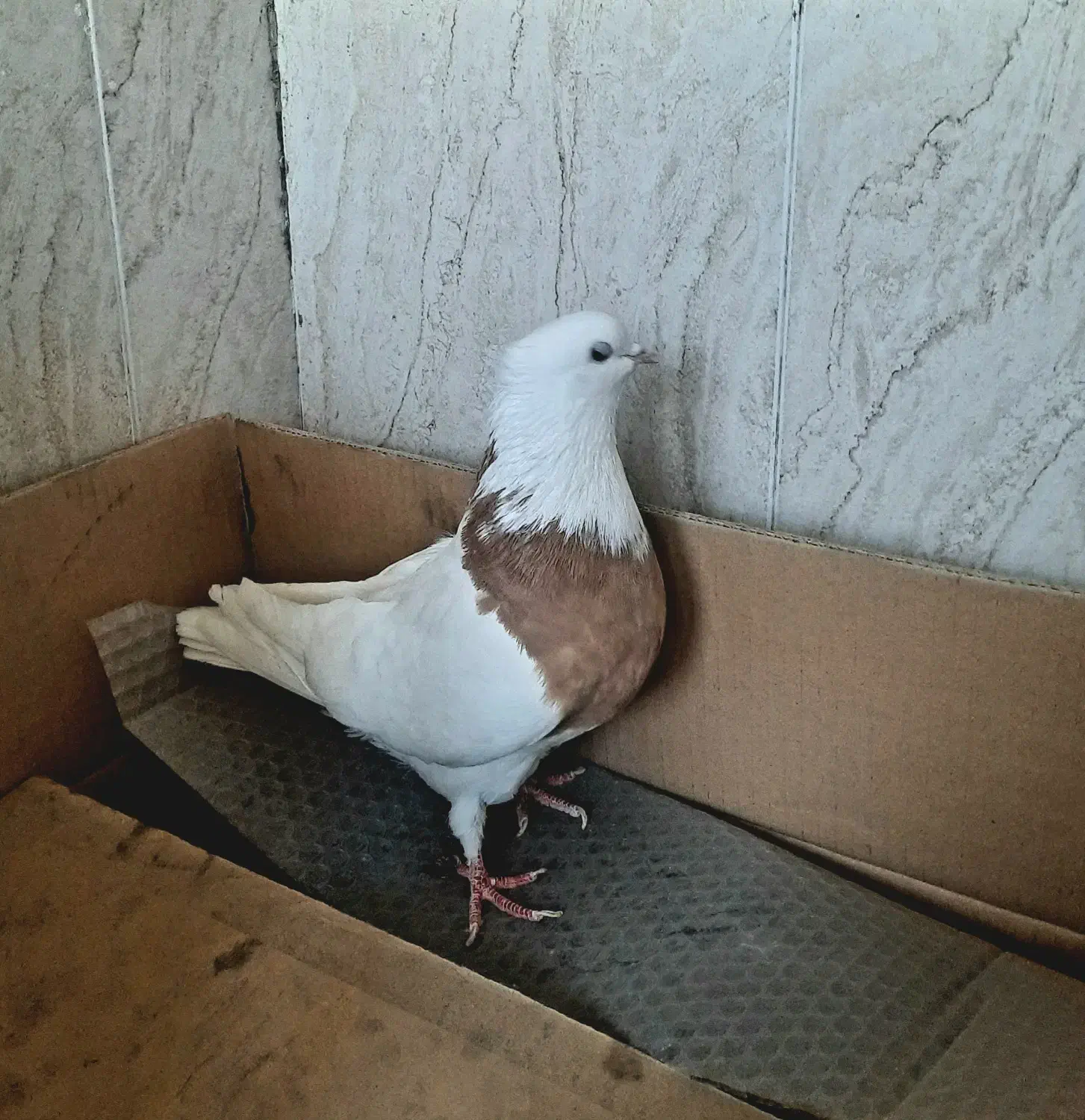 کفتر طوقی|پرنده|تبریز, |دیوار