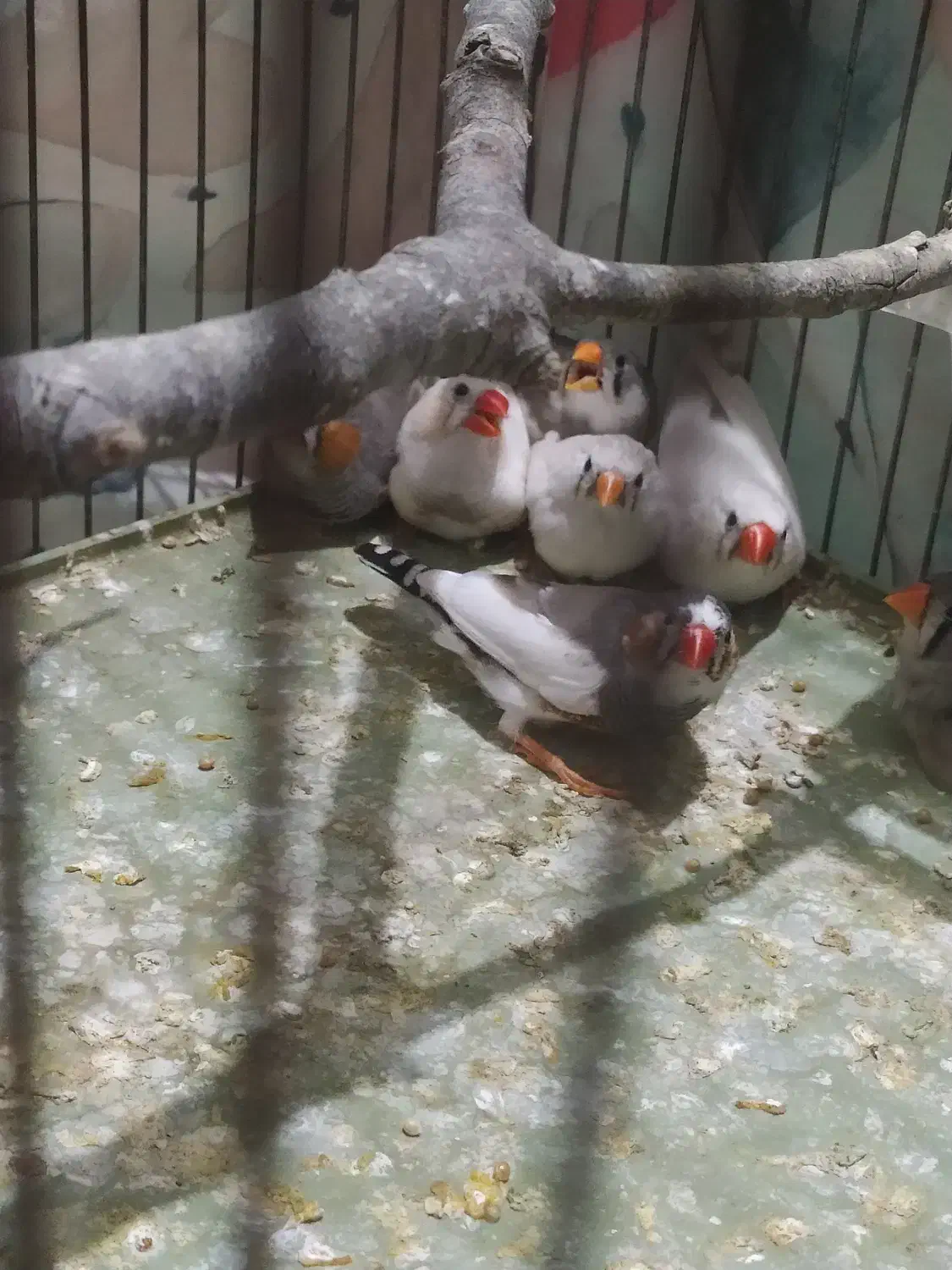 فنچ ‌|پرنده|گرگان, |دیوار