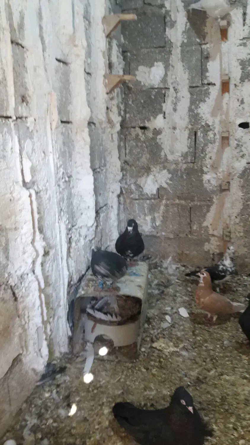 شهری وبهبهانی خوب|پرنده|شیراز, وزیرآباد|دیوار