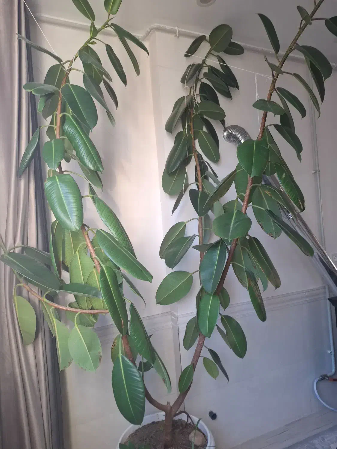 گل فیکوس|گل و گیاه طبیعی|قیدار, |دیوار