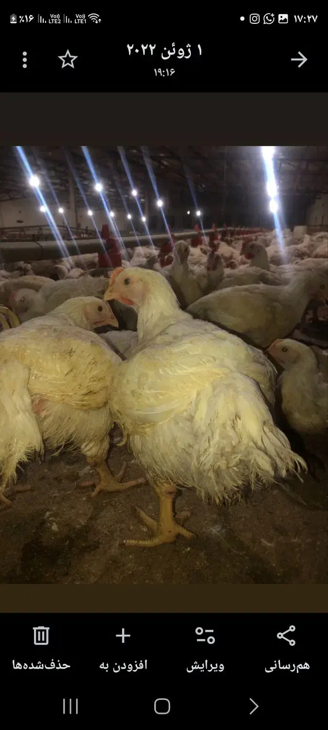 سرمایه گذاری در تولید مرغ|فروش دفتر صنعتی، کشاورزی، تجاری|نوده خاندوز, |دیوار