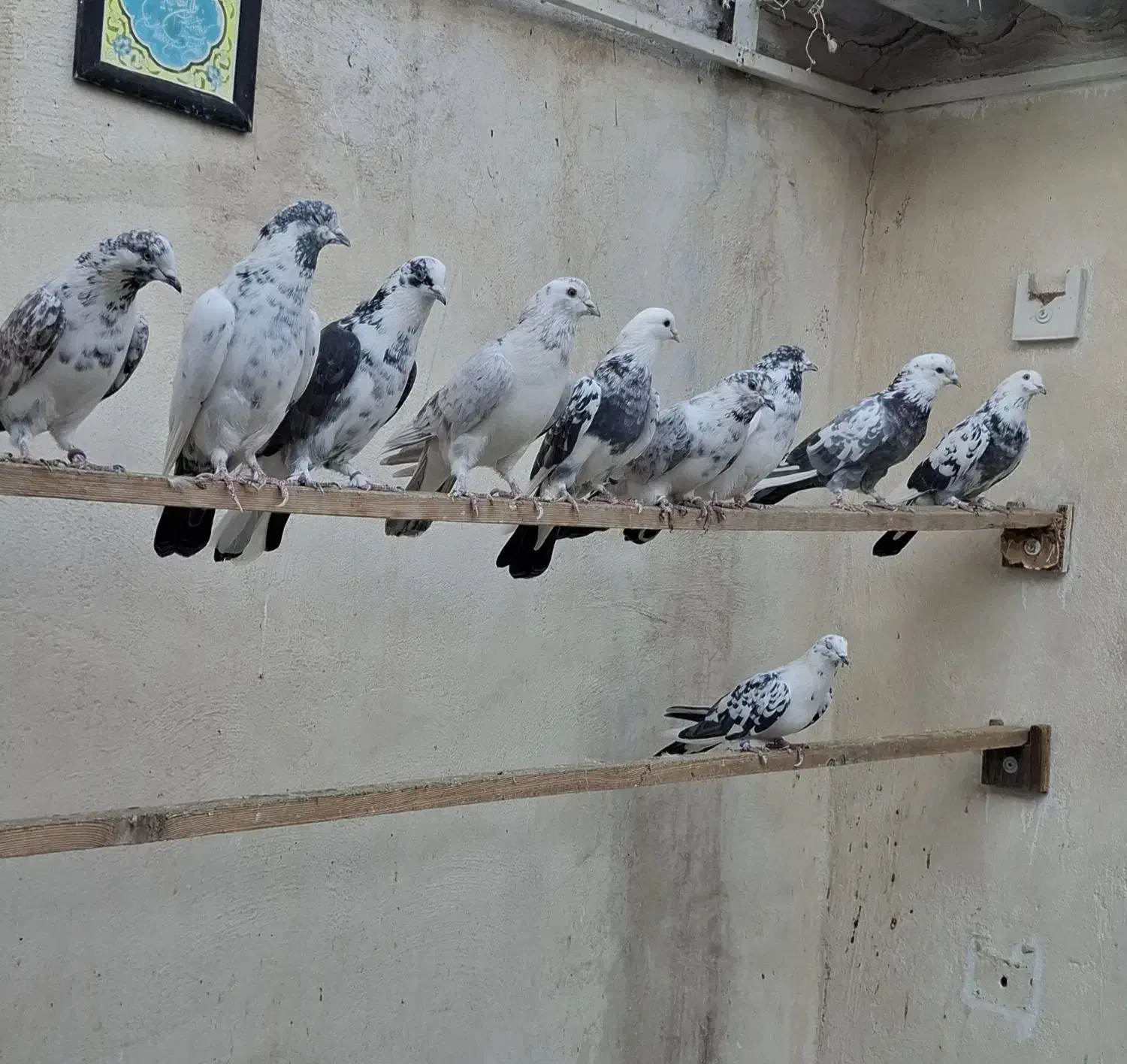 کفتر پرشی هوا میکنم بشنید زیرش|پرنده|تهران, دولاب|دیوار