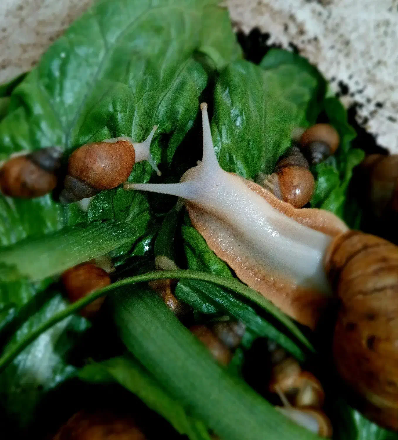 حلزون های آچاتینو|خزنده|ایلام, |دیوار