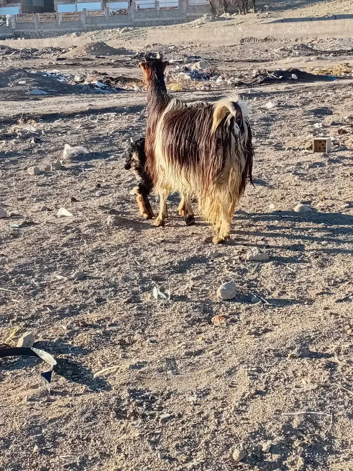 بزجوان ننه بالا|حیوانات مزرعه|اردبیل, |دیوار