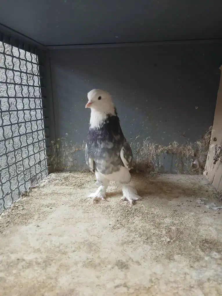 سلام خدمت دوستان پنج تا کفتر دونه ای ۱۵۰۰|پرنده|ری, ولی آباد|دیوار