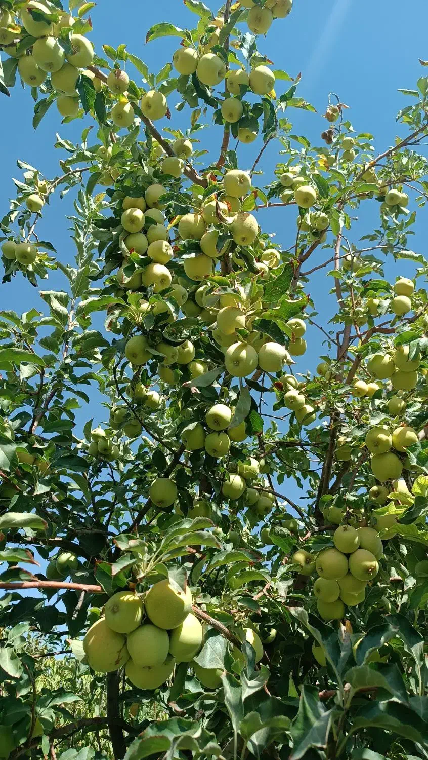 باغ هزار متری چغادون|فروش دفتر صنعتی، کشاورزی، تجاری|دورود, |دیوار