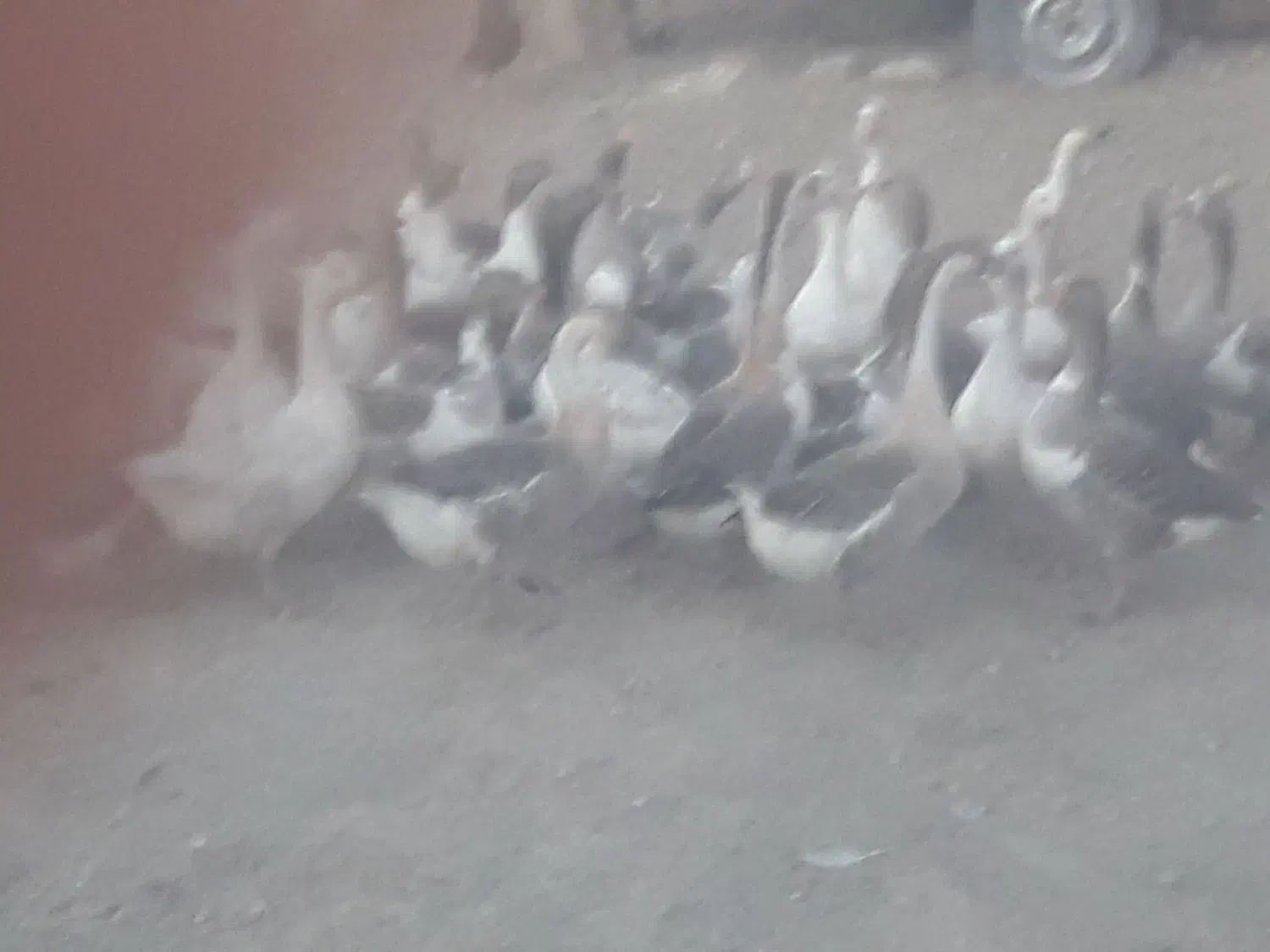 غاز بالغ|حیوانات مزرعه|کوزران, |دیوار