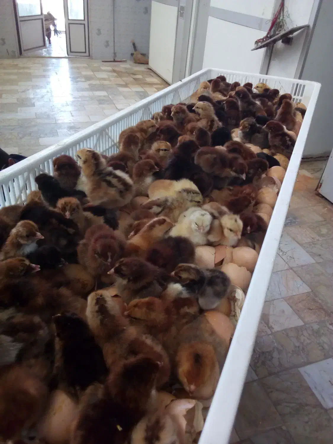 تخم نطفه دار جهت جوجه کشی|حیوانات مزرعه|گرگان, |دیوار