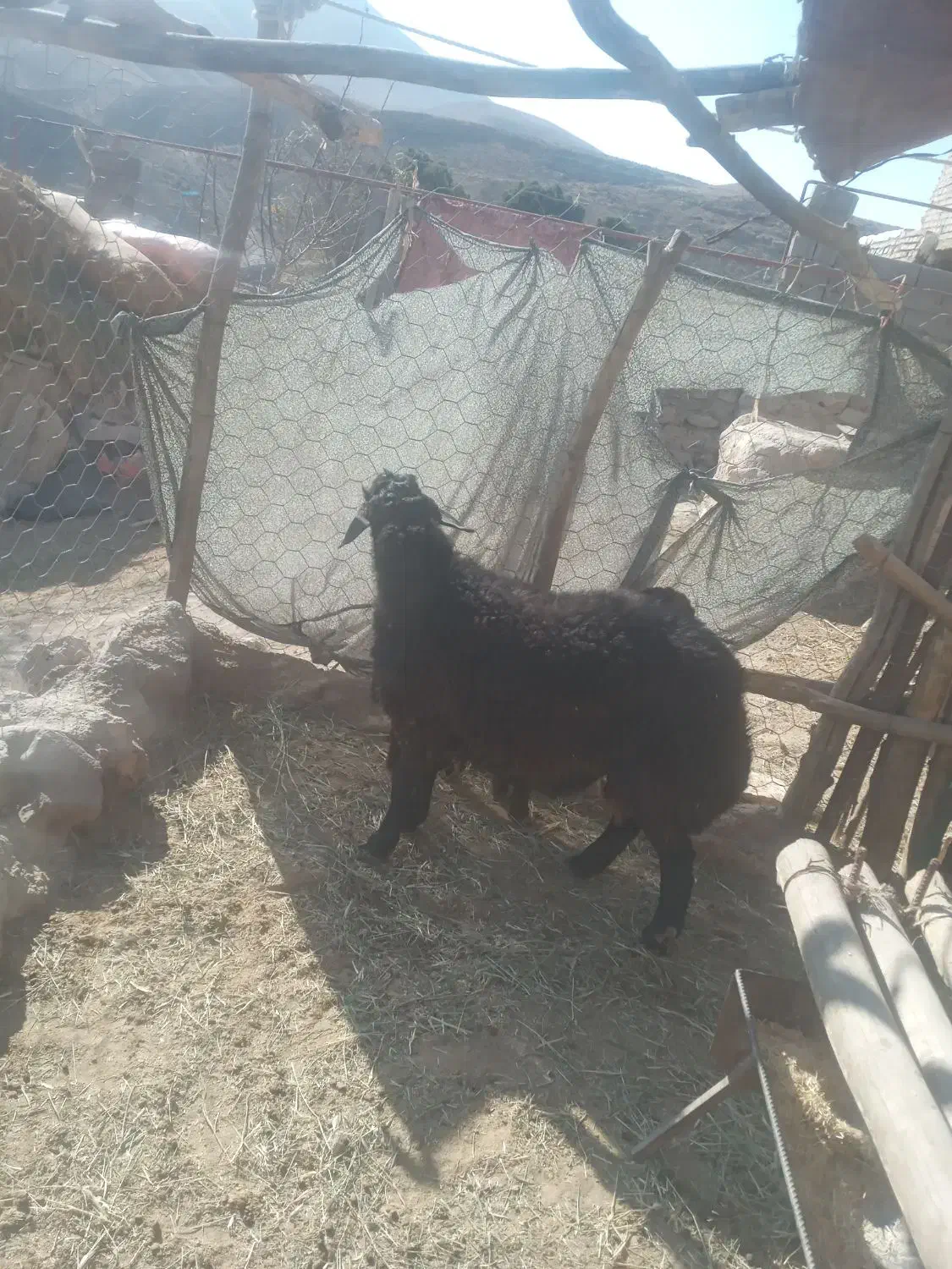 بره قوچ|حیوانات مزرعه|سرولایت, |دیوار