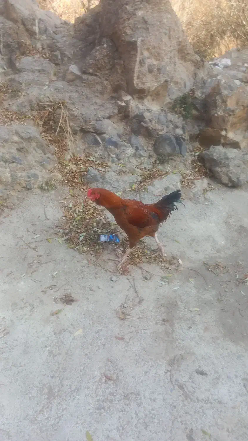 خروس فروشی|حیوانات مزرعه|رینه, |دیوار