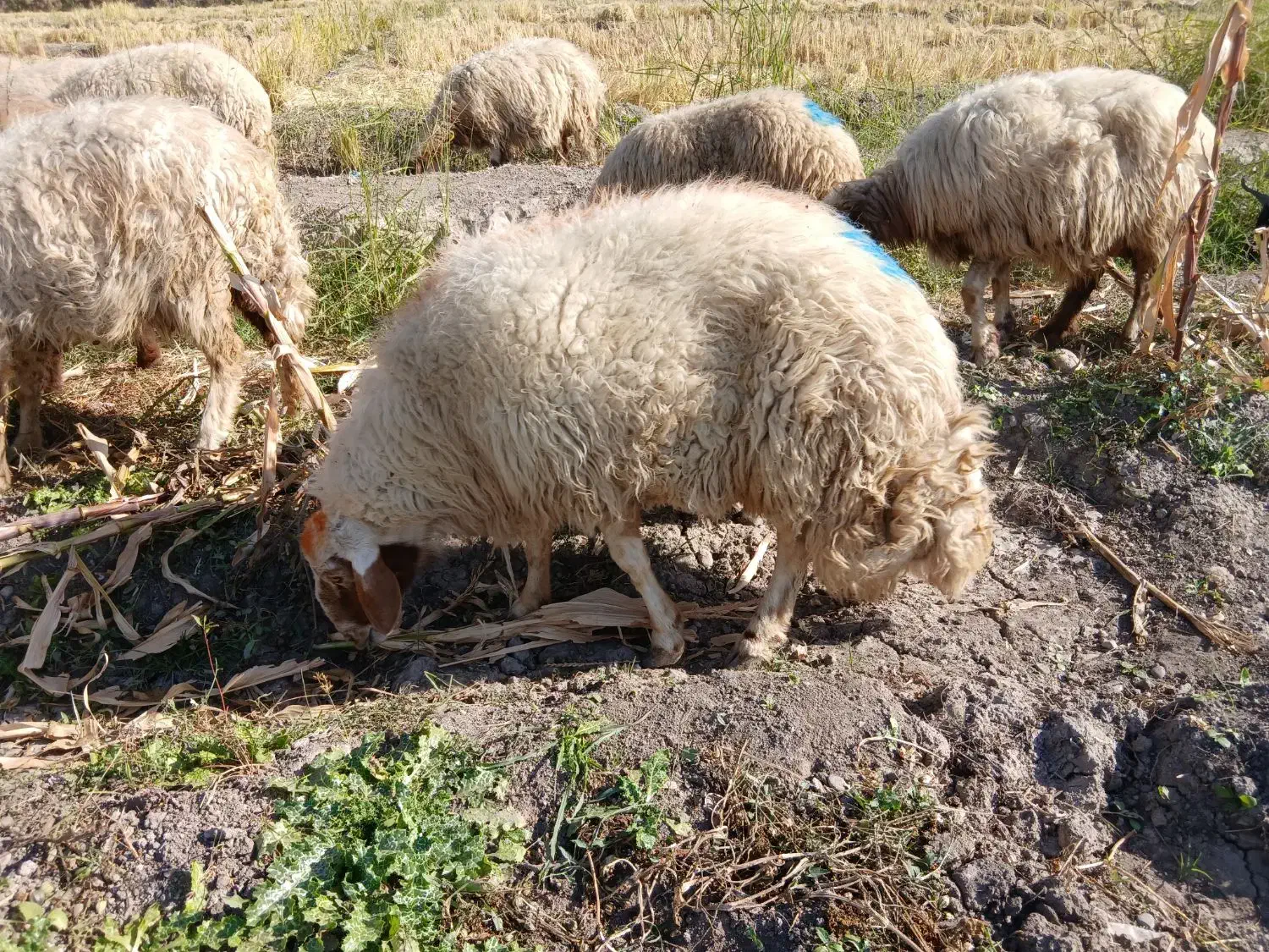 میش ورک|حیوانات مزرعه|دره شهر, |دیوار