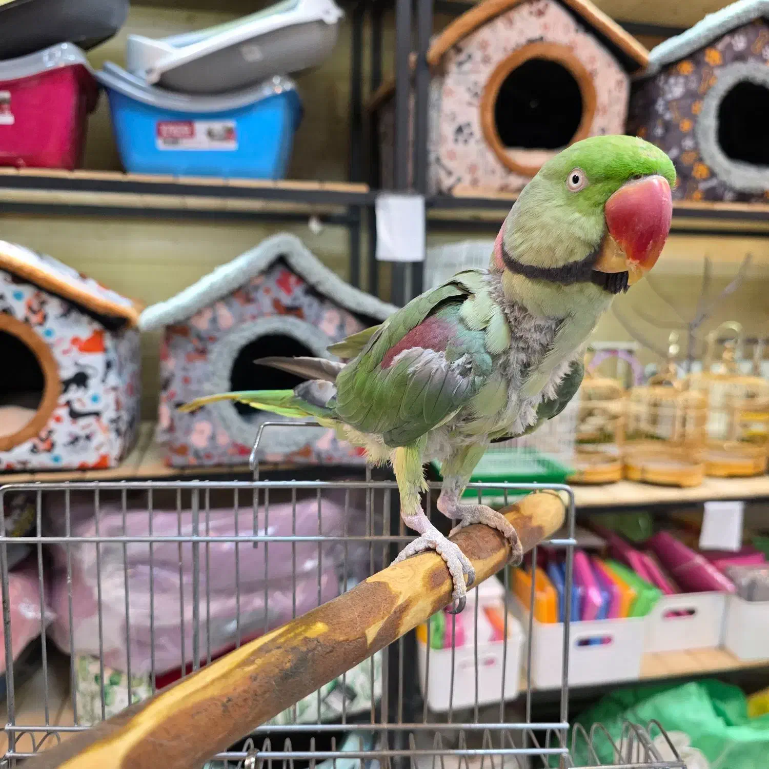 شاه طوطی نر بالغ دستی|پرنده|کرج, فاز ۳ گوهردشت|دیوار