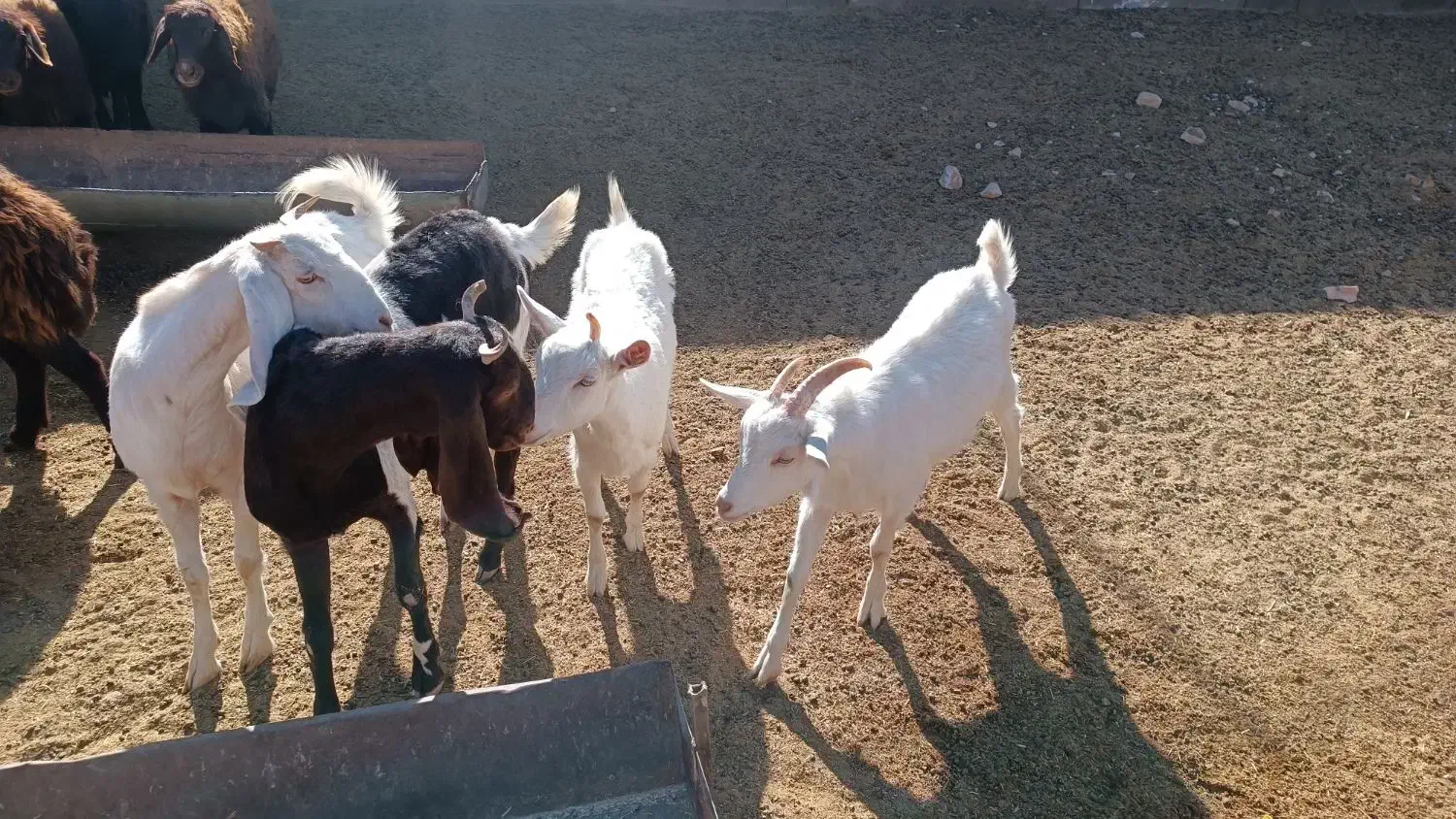 بزغاله سانن|حیوانات مزرعه|تربت جام, کاریز نو سفلی|دیوار