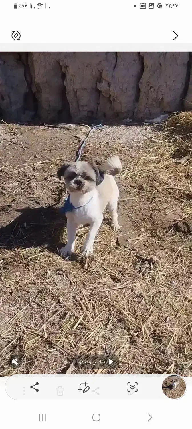 سگ شیتزو|سگ|چناران, |دیوار